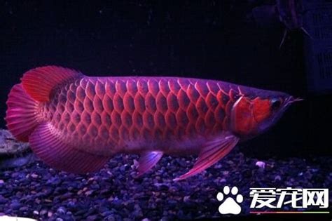 龍魚介紹